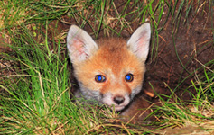 Фотографии млекопитающих, лис