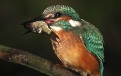 Фотографии птиц, зимородка