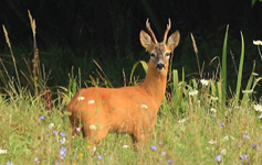 Фотографии млекопитающих, косуль